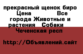 прекрасный щенок биро › Цена ­ 20 000 - Все города Животные и растения » Собаки   . Чеченская респ.